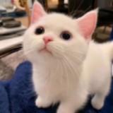由 baobaoluv (刊登 ID 1355849162，圖片 1) 提交，位於 的 (類別：)，說明：。