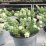 (Category: ) located in . Submitted by brooktown (Listing ID 1253724918, Image 1). Description: .