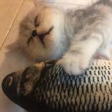(Category: ) located in . Submitted by silentcat.553862 (Listing ID 1449697714, Image 1). Description: .