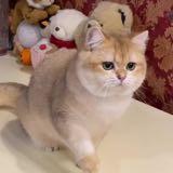 （分類：）位於 。 由 fatling1014 提交（商品編號 1381818348，圖片 1）。簡介： 。