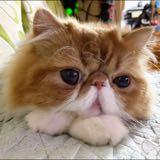 （分類：）位於 。 由 bearbear_meow 提交（商品編號 1384908057，圖片 1）。簡介： 。