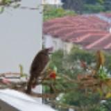 (Category: ) located in . Submitted by slackercat (Listing ID 55463140, Image 1). Description: .