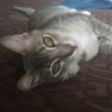 (Category: ) located in . Submitted by karen1303 (Listing ID 1385847549, Image 1). Description: .