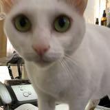 （分類：）位於 。 由 cally919 提交（商品編號 1356020758，圖片 1）。簡介： 。