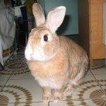（分類：）位於 。 由 fannyyfleung 提交（商品編號 1355207207，圖片 1）。簡介： 。