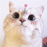 (分類:)位於 。 由 jujmwt 提交(商品編號 1428468535,圖片 1)。簡介: 。