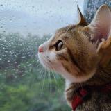 (分類:)位於 。 由 enjoyshoppingyeah 提交(商品編號 1386175582,圖片 1)。簡介: 。