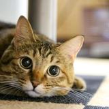 （分類：）位於 。 由 fridayfree 提交（商品編號 1340152984，圖片 1）。簡介： 。