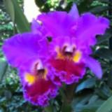 (Category: ) located in . Submitted by leethere (Listing ID 1379645993, Image 1). Description: .