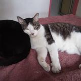 (Category: ) located in . Submitted by meowkitkitt (Listing ID 1318729527, Image 1). Description: .