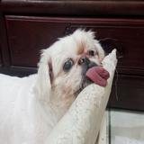 由 1091010 (刊登 ID 1366426493，圖片 1) 提交，位於 的 (類別：)，說明：。