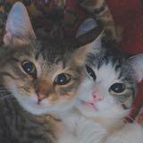 (Category: ) located in . Submitted by hadiahmad (Listing ID 1379674177, Image 1). Description: .