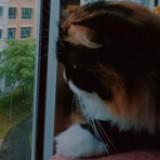 (Category: ) located in . Submitted by bobobubbles (Listing ID 1457030605, Image 1). Description: .