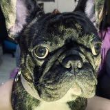 (分類:)位於 。 由 frenchie_patrick 提交(商品編號 1465258872,圖片 1)。簡介: 。