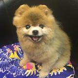 (分類:)位於 。 由 natalie_ykw_ 提交(商品編號 1465232480,圖片 1)。簡介: 。