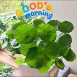 (Category: ) located in . Submitted by grace.houseplants (Listing ID 1380538839, Image 1). Description: .
