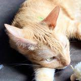 (Category: ) located in . Submitted by k9bull70 (Listing ID 1272432575, Image 1). Description: .