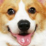 由 hamsterrr__b (刊登 ID 1342927933，圖片 1) 提交，位於 的 (類別：)，說明：。