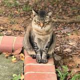 (Category: ) located in . Submitted by maomiew (Listing ID 1372198142, Image 1). Description: .