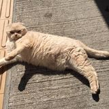 （分類：）位於 。 由 tonitoble 提交（商品編號 1367419008，圖片 1）。簡介： 。