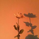 (Category: ) located in . Submitted by amalzz29 (Listing ID 1385095026, Image 1). Description: .