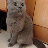 (分類:)位於 。 由 beetai 提交(商品編號 1440623912,圖片 1)。簡介: 。