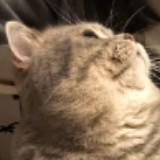（分類：）位於 。 由 fluffym95._ 提交（商品編號 1378825800，圖片 1）。簡介： 。