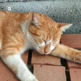 由 lina8888888 (刊登 ID 1385579573，圖片 1) 提交，位於 的 (類別：)，說明：。