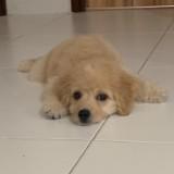 (Category: ) located in . Submitted by shiok.bo (Listing ID 1025334097, Image 1). Description: .