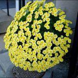 (分類:)位於 。 由 sunflower1314 提交(商品編號 1466687793,圖片 1)。簡介: 。