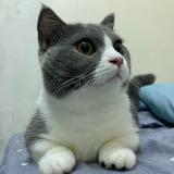 (分類:)位於 。 由 pu.iii 提交(商品編號 1465718045,圖片 1)。簡介: 。