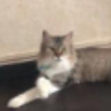 (Category: ) located in . Submitted by smokin.ace (Listing ID 1448692885, Image 1). Description: .