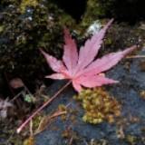 (Category: ) located in . Submitted by aki5927 (Listing ID 1372264227, Image 1). Description: .