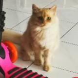 (Category: ) located in . Submitted by shydakhan (Listing ID 1433763809, Image 1). Description: .
