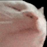 (Category: ) located in . Submitted by aniqhamzyy (Listing ID 1380334036, Image 1). Description: .