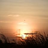 (Category: ) located in . Submitted by sunset15 (Listing ID 1380096297, Image 1). Description: .