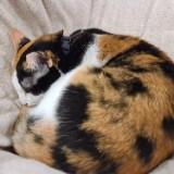 (Category: ) located in . Submitted by falahshalala (Listing ID 1380740513, Image 1). Description: .