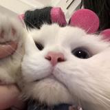 (分類:)位於 。 由 cwy0812 提交(商品編號 1468192301,圖片 1)。簡介: 。