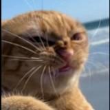 (Category: ) located in . Submitted by ifyouknowmeok (Listing ID 1338458345, Image 1). Description: .