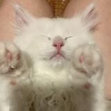 (分類:)位於 。 由 mmlui 提交(商品編號 1469551819,圖片 1)。簡介: 。