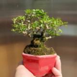 （分類：）位於 。 由 treeteaflower 提交（商品編號 1195576100，圖片 1）。簡介： 。