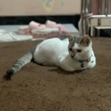 (Kategori: ) berada di . Dikirim oleh satorizki (ID iklan 1305494542, Gambar 1). Deskripsi: .