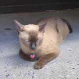 (Category: ) located in . Submitted by sybron (Listing ID 1361291236, Image 1). Description: .