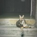 （分類：）位於 。 由 joeyso17 提交（商品編號 1384351025，圖片 1）。簡介： 。