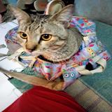 (Kategori: ) berada di . Dikirim oleh kennycing (ID iklan 1383702694, Gambar 1). Deskripsi: .