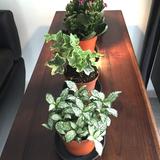 (Category: ) located in . Submitted by green.house (Listing ID 1178620141, Image 1). Description: .