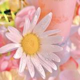 （分類：）位於 。 由 MSSugar_beauty 提交（商品編號 1366815588，圖片 1）。簡介： 。