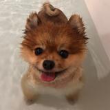 (Category: ) located in . Submitted by taukwatofu (Listing ID 1376839665, Image 1). Description: .