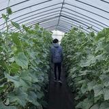 由 yichkaboo (刊登 ID 1360367724，圖片 1) 提交，位於 的 (類別：)，說明：。