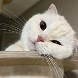 由 ni____ni (刊登 ID 1374661206，圖片 1) 提交，位於 的 (類別：)，說明：。
